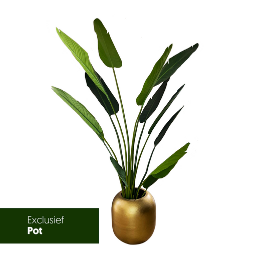 Strelitzia Nicolai Elegant 210CM